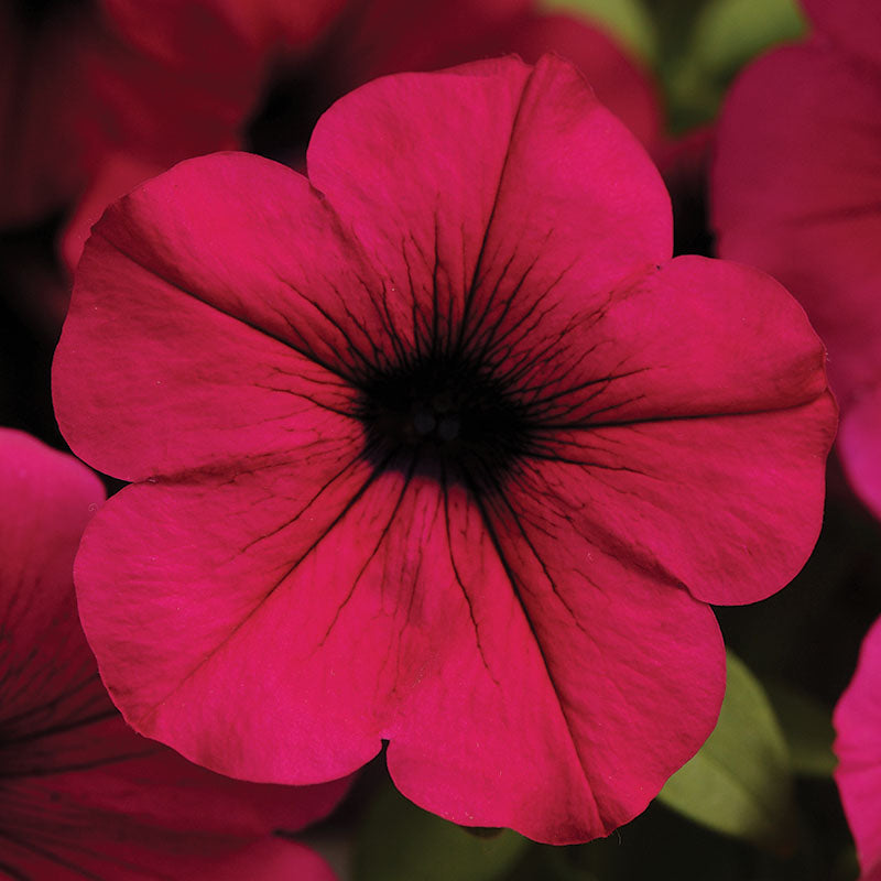 Petunia Wave Purple F1 Seed