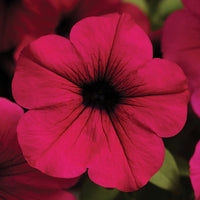 Petunia Wave Purple F1 Seed