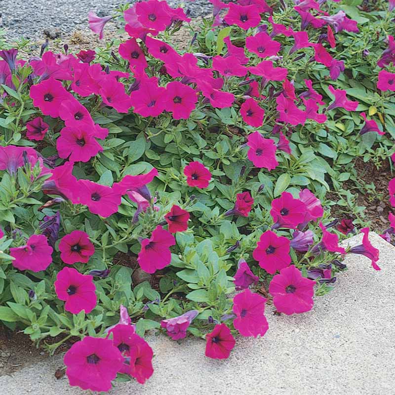 Petunia Wave Purple F1 Seed