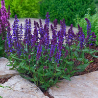 Salvia New Dimension Blue Seed