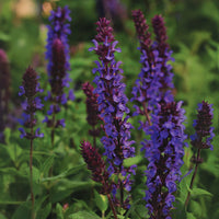 Salvia New Dimension Blue Seed