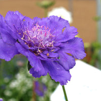 Scabiosa Fama Deep Blue Seed