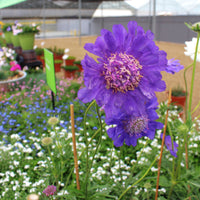 Scabiosa Fama Deep Blue Seed