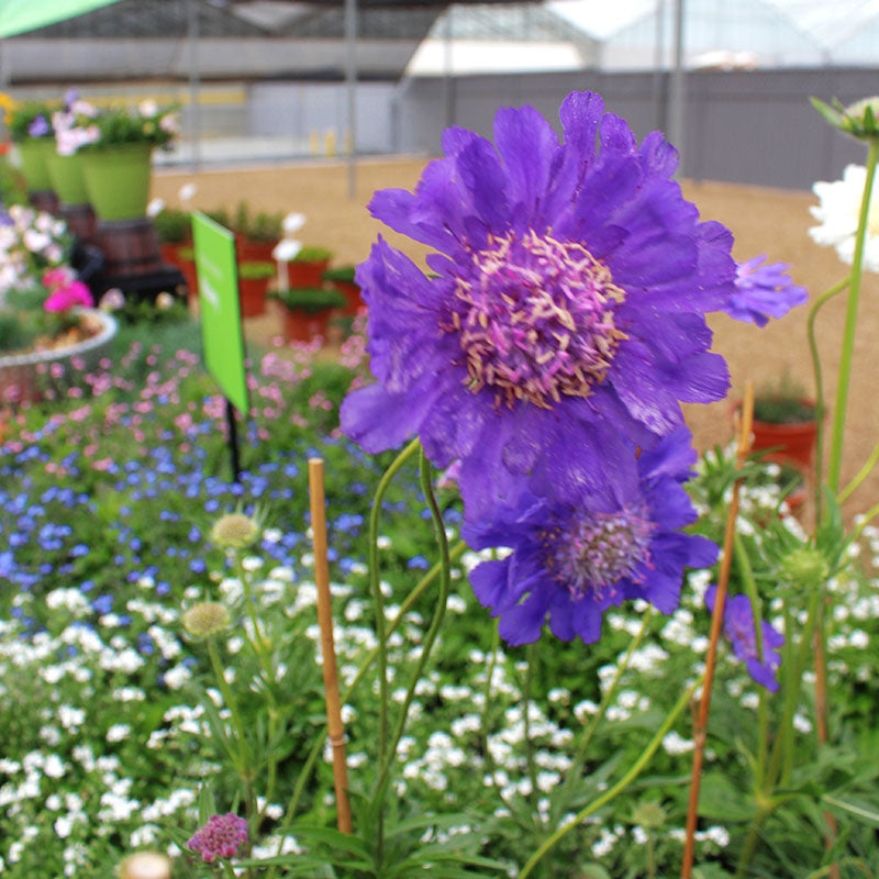 Scabiosa Fama Deep Blue Seed