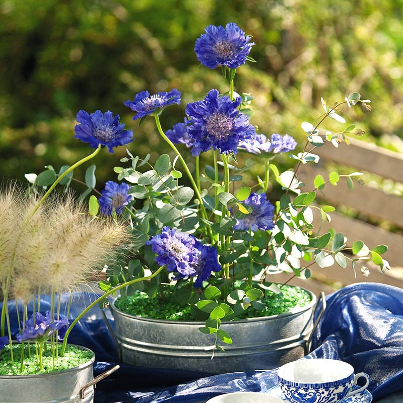 Scabiosa Fama Deep Blue Seed