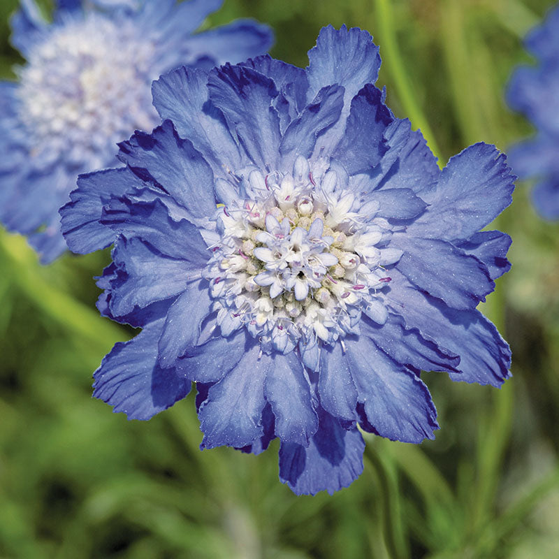 Scabiosa Fama Deep Blue Seed