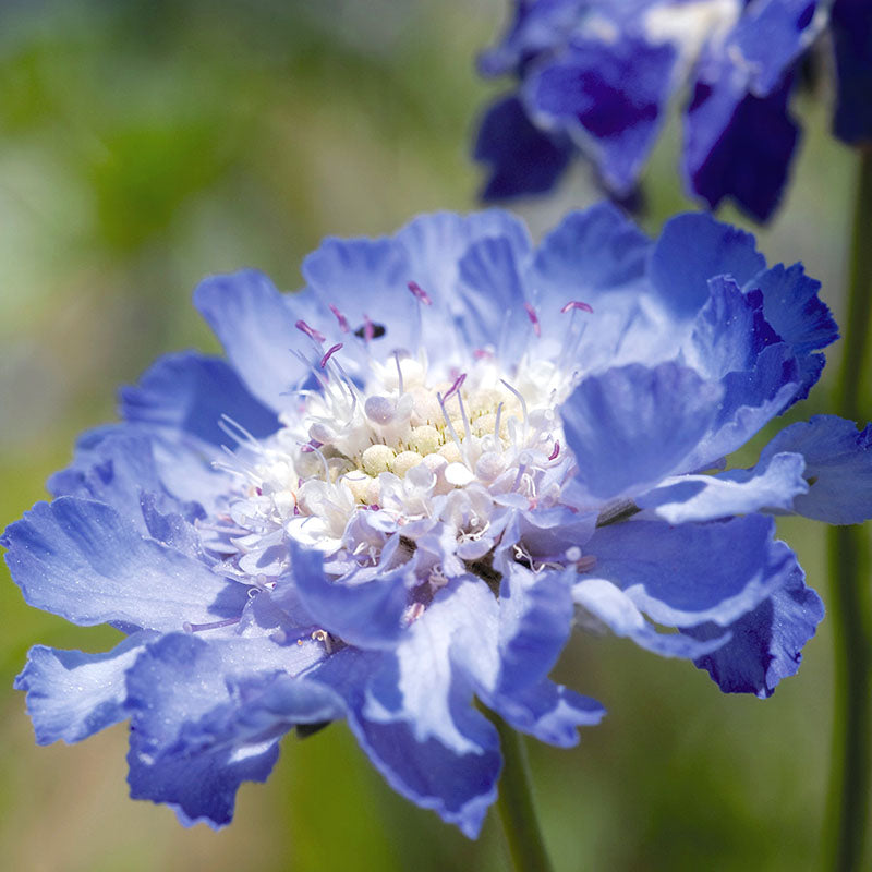 Scabiosa Fama Deep Blue Seed