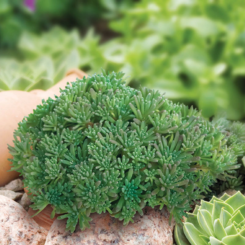 Sedum Lizard Seed