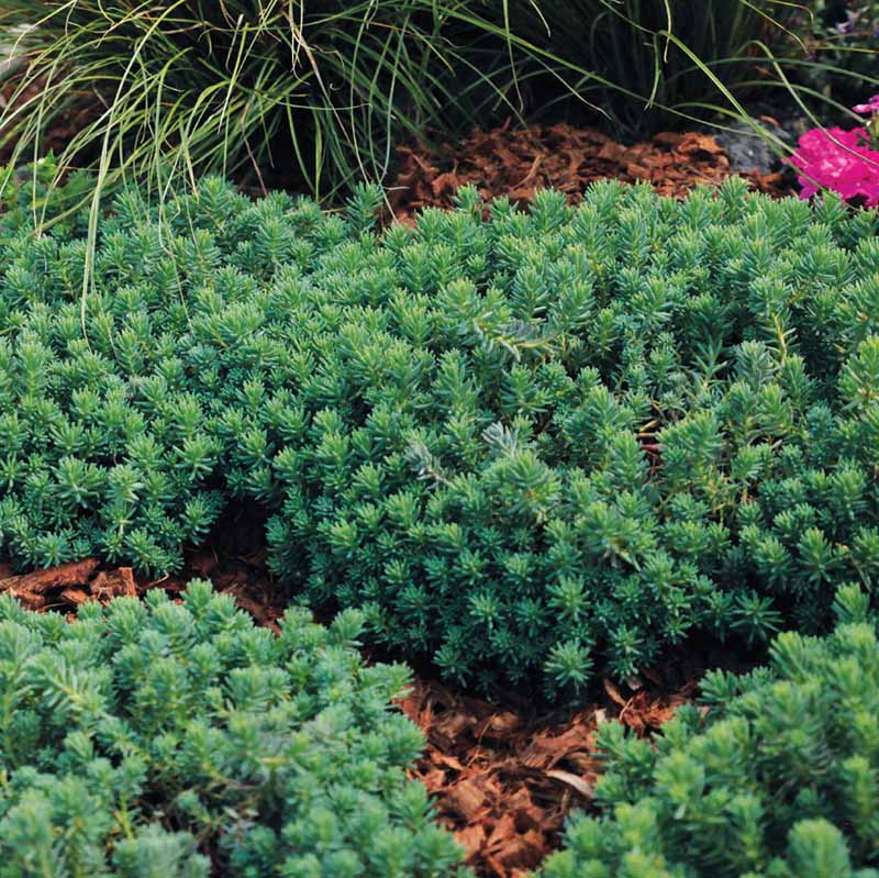 Sedum Lizard Seed