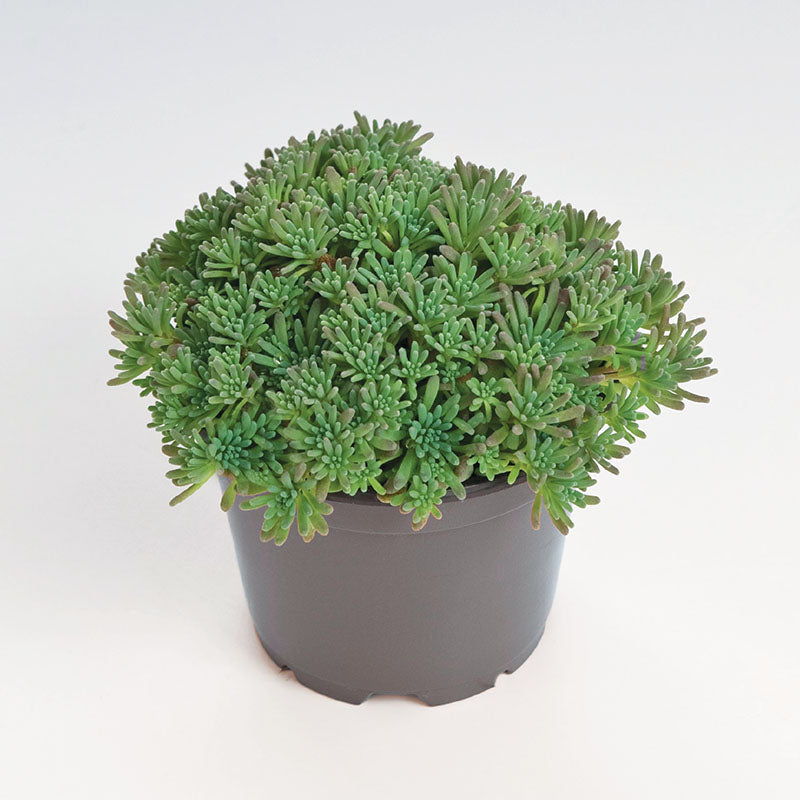 Sedum Lizard Seed