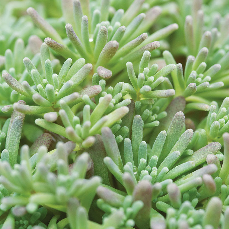 Sedum Lizard Seed