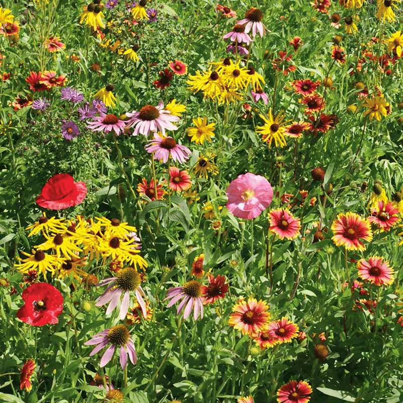 Wildflower Midwest Mix Seed