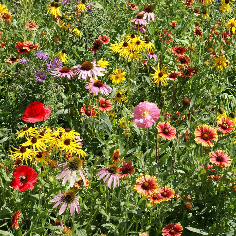 Wildflower Midwest Mix Seed – Harris Seeds