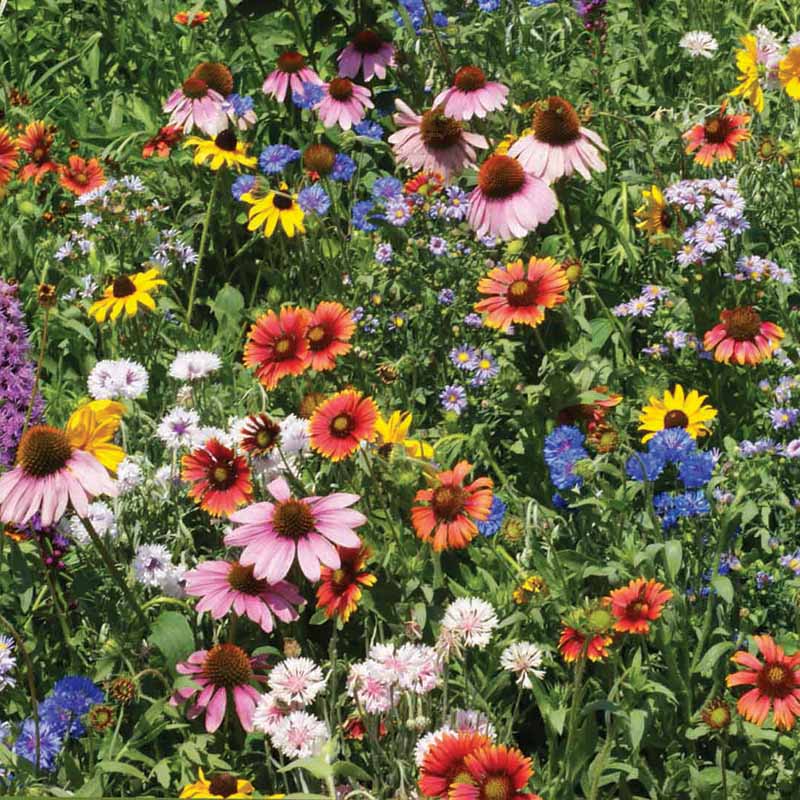 Wildflower Northeast Mix Seed