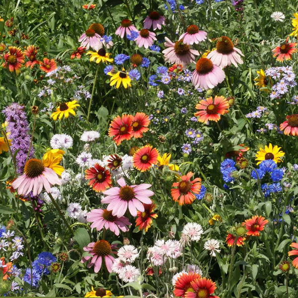 Wildflower Northeast Mix Seed – Harris Seeds