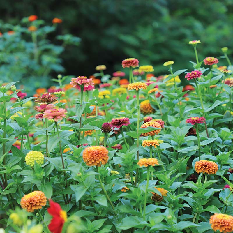 Zinnia Queeny Lime Mix Seed