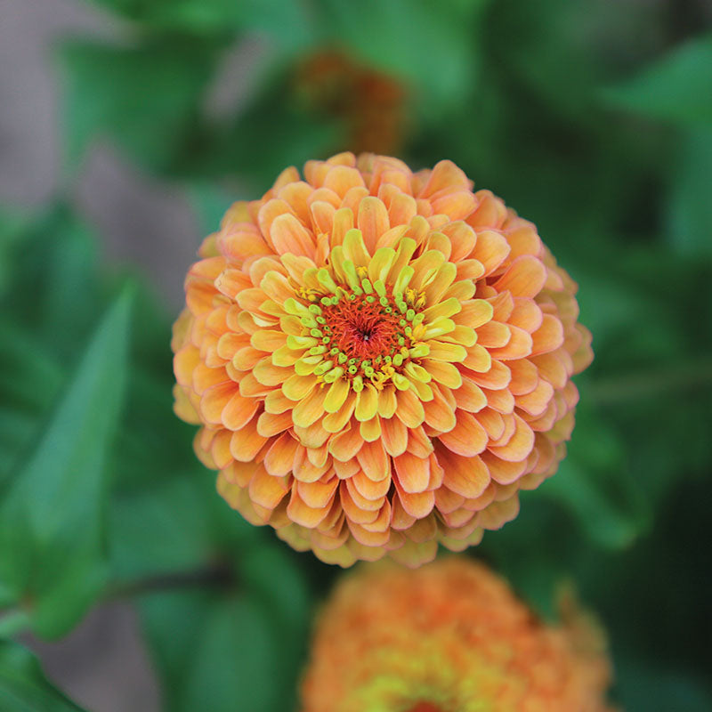 Zinnia Queeny Lime Mix Seed