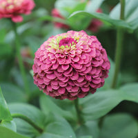 Zinnia Queeny Lime Mix Seed