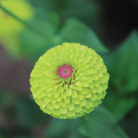 Zinnia Queeny Lime Mix Seed