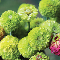 Zinnia Queeny Lime Mix Seed