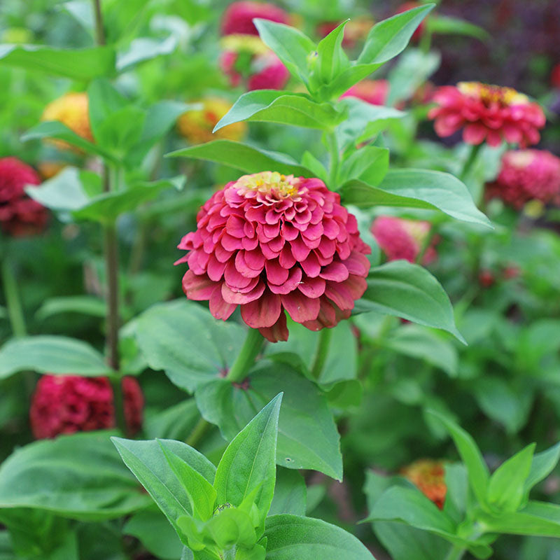 Zinnia Queeny Lime Red Seed