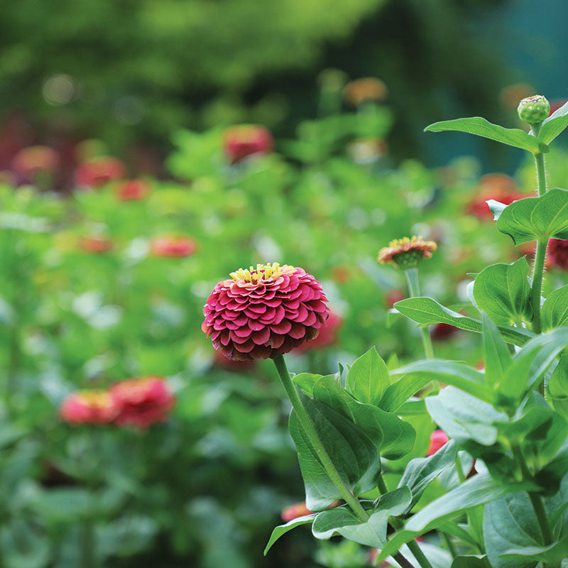 Zinnia Queeny Lime Red Seed