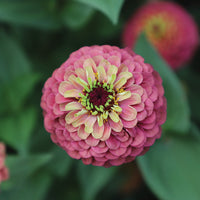 Zinnia Queeny Lime Red Seed