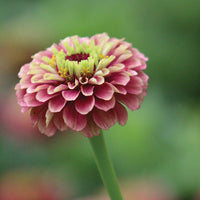 Zinnia Queeny Lime Red Seed