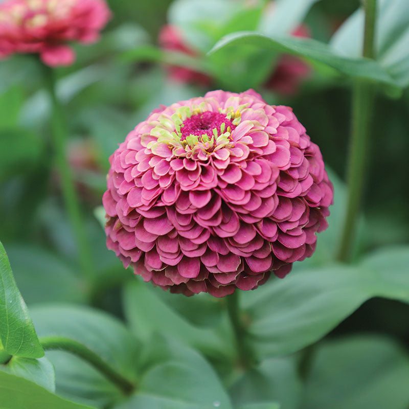 Zinnia Queeny Lime Red Seed