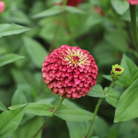 Zinnia Queeny Lime Red Seed