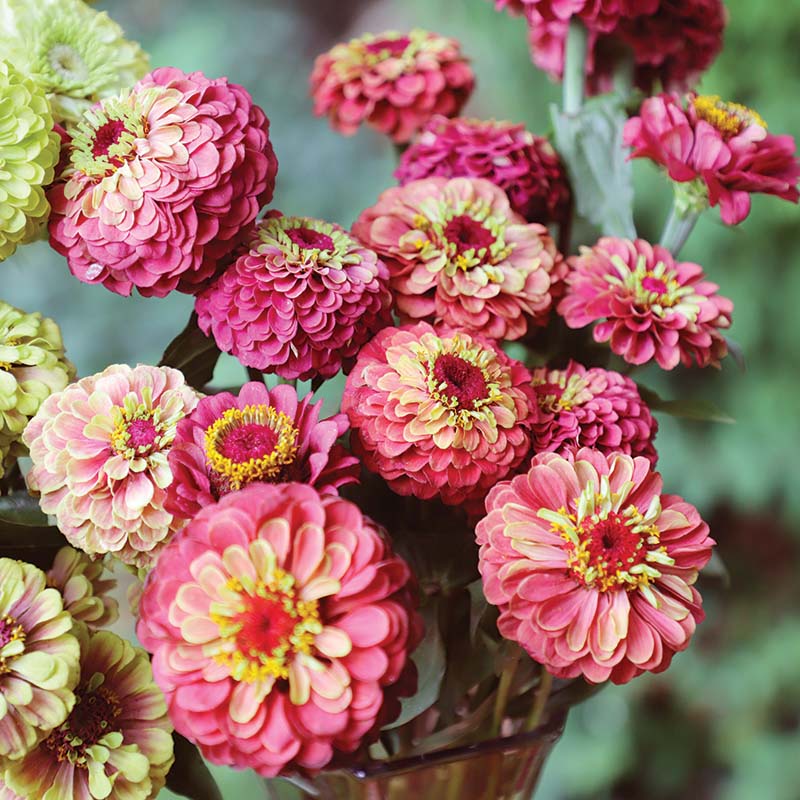 Zinnia Queeny Lime Red Seed