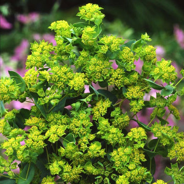 Bupleurum Griffitti Seed