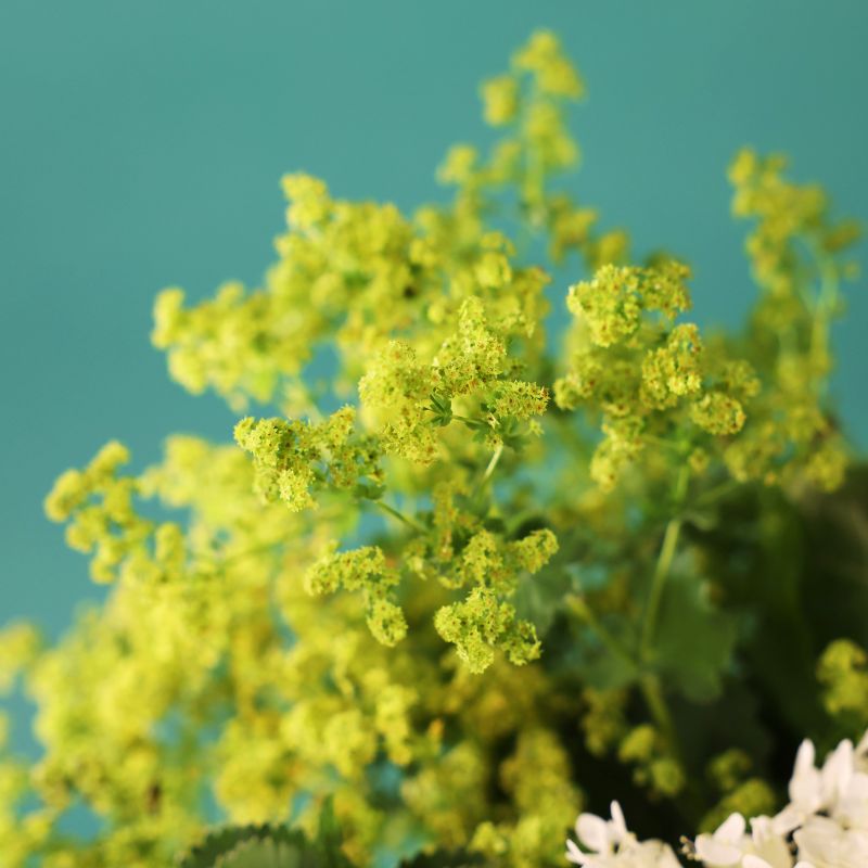 Bupleurum Griffitti Seed