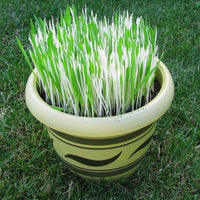 Hordeum Variegated Cat Grass Seed