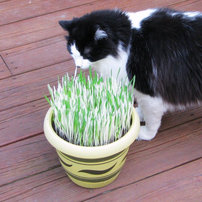 Hordeum Variegated Cat Grass Seed