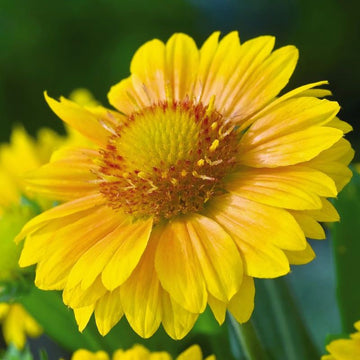 Gaillardia Arizona Apricot Seed