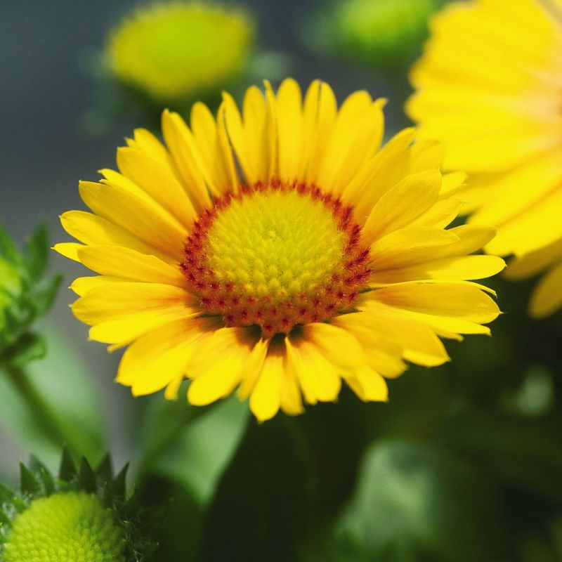 Gaillardia Arizona Apricot Seed