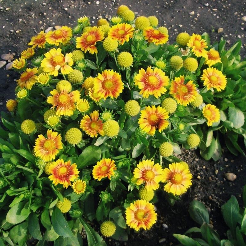 Gaillardia Arizona Apricot Seed