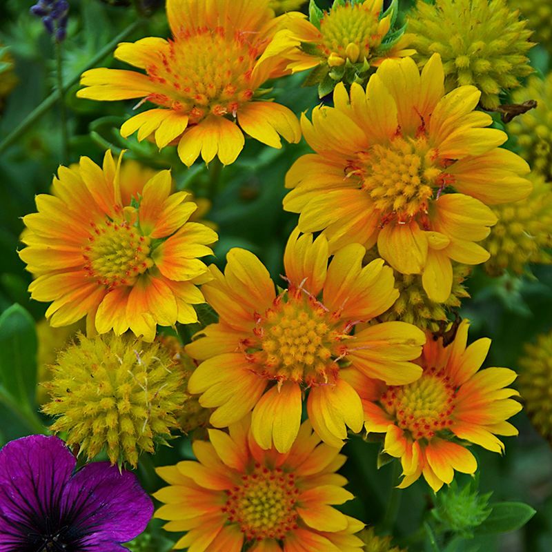 Gaillardia Arizona Apricot Seed