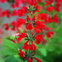 Salvia Summer Jewel Red Seed