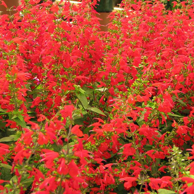 Salvia Summer Jewel Red Seed