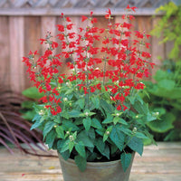 Salvia Summer Jewel Red Seed