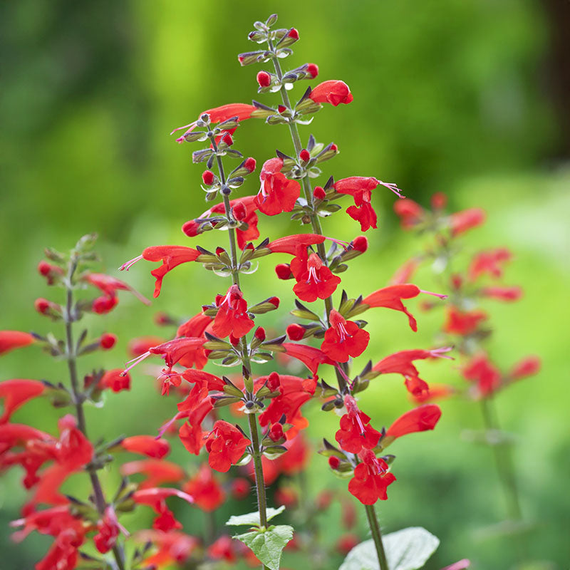 Salvia Summer Jewel Red Seed