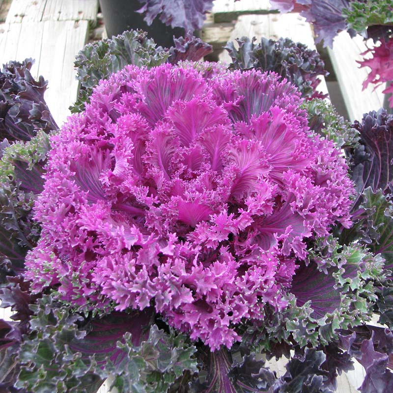 Ornamental Kale Glamour Red F1 Seed