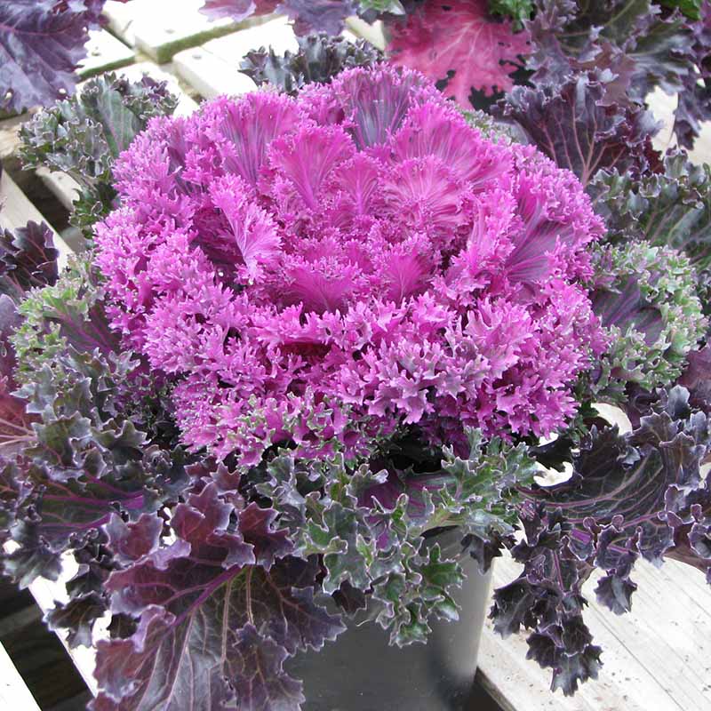 Ornamental Kale Glamour Red F1 Seed