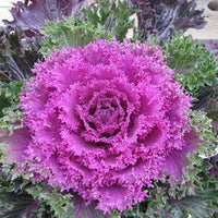 Ornamental Kale Glamour Red F1 Seed