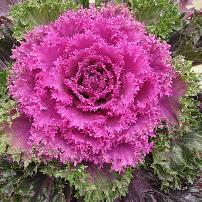 Ornamental Kale Glamour Red F1 Seed