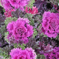 Ornamental Kale Glamour Red F1 Seed