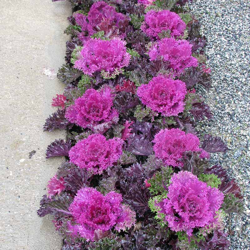 Ornamental Kale Glamour Red F1 Seed