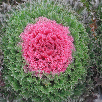 Ornamental Kale Glamour Red F1 Seed